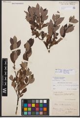 Salix bicolor subsp. basaltica (H. J. Coste) I. V. Belyaeva